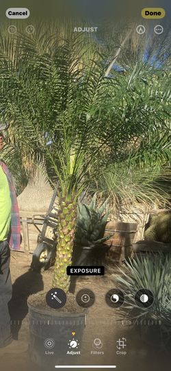 Pygmy Palms