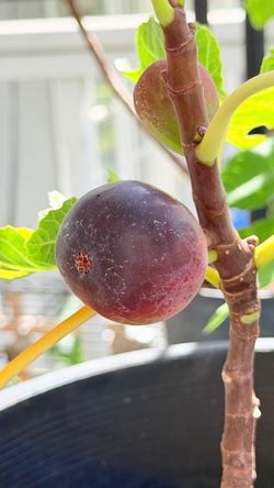 Sweet & Ripe Fig Tree - Potted and Fruiting!