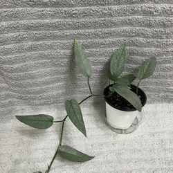 Epipremnum Pinnatum Live Plant