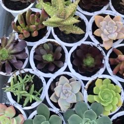 Succulents Variety