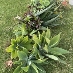 AGAVES And Aeoniums🪴