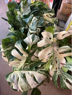 Monstera Albo with 3-4 leafs.