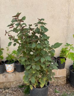 Perilla frutescens Huge Vegetable/Health Food Plant