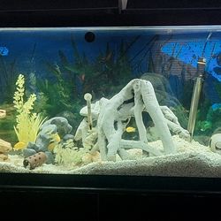 2. 55 Gallon Aquariums