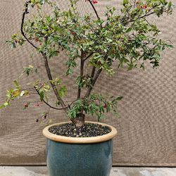 Old Ochna Serrulata or Mickey Mouse Plant   Bonsai Tree 