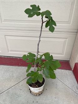 Fig fruit tree plant