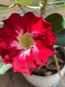 Beautiful exotic flowers live tree