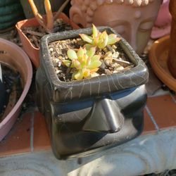Succulent Plant In Tiki Pot