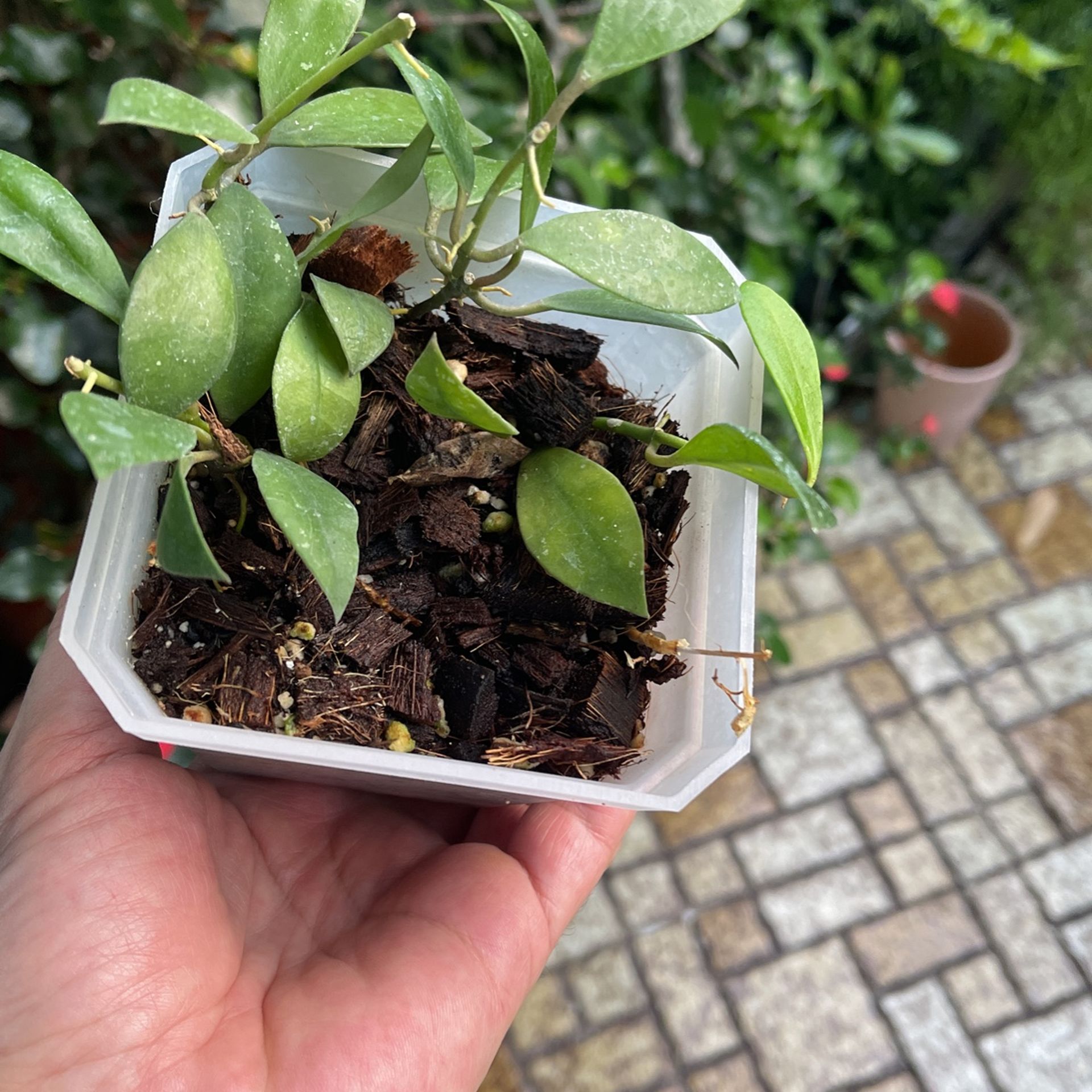 Hoya Rebecca 5 Rooted Plants In One Pot