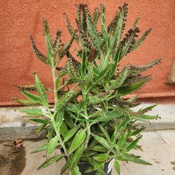 Kalanchoe Mother Of Thousand Suculent Plant Medesinal