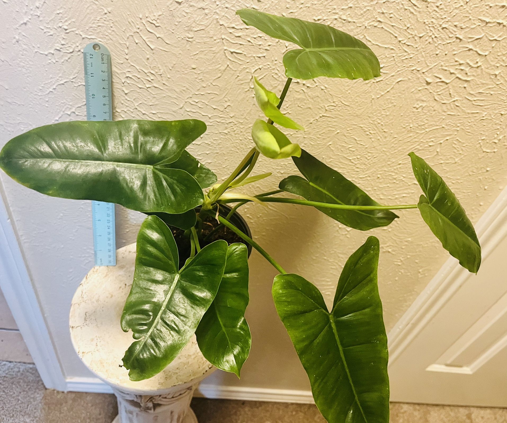 Burle Marx Philodendron