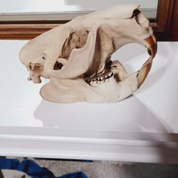 Beaver Skull 
