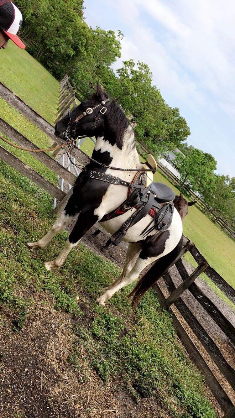 Horse saddle size 15