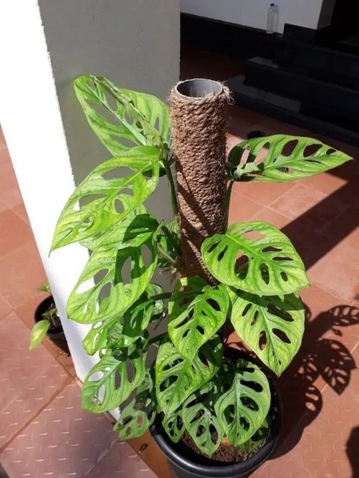 Lush wide Leaf Monstera Adansonii Swiss Cheese plant/ Indoor Plant/House Plant / Flower Patio Garden