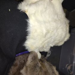 Lots Of Real Animals Furr Decorations 