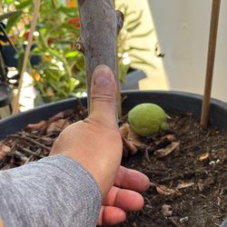 6’ Tall Ruby pink GUAVA TREE