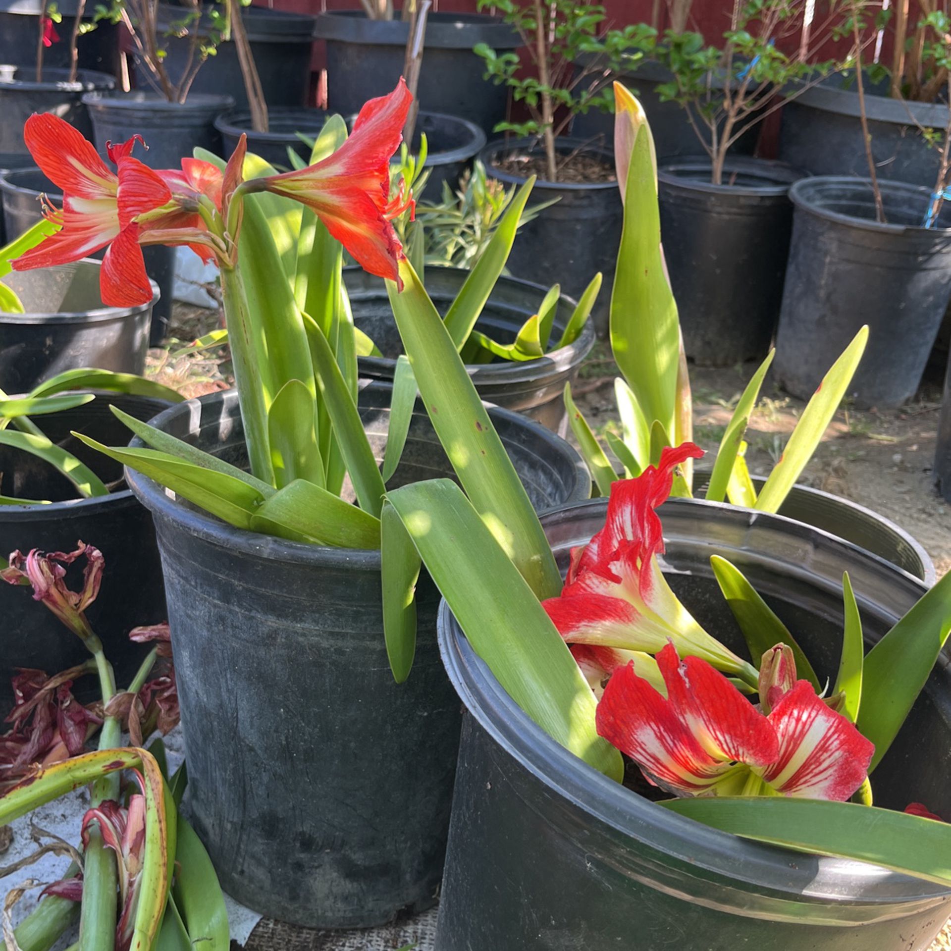 Bunch Of Amaryllis Red $15.