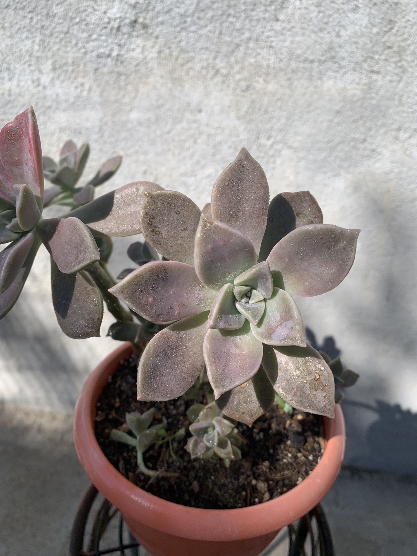 Ghost Plant Succulent