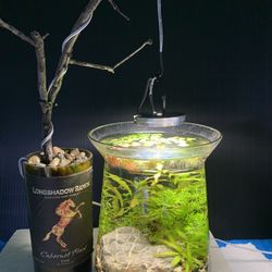 Vase Aquarium Fish Tank