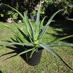Aloe Vera Plant Medesinal 