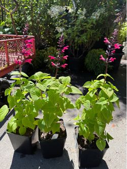 ‘Jammin Jazz’ salvia (Sage) perennial plants —