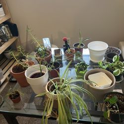 Houseplant and Pot Sale