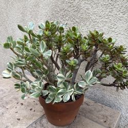 Jade Plant - Crassula Ovata 