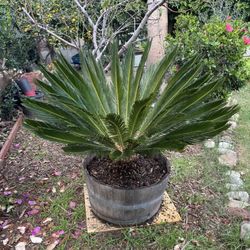 Sago Palm