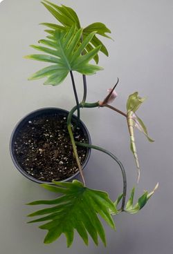 Philodendron Mayoi