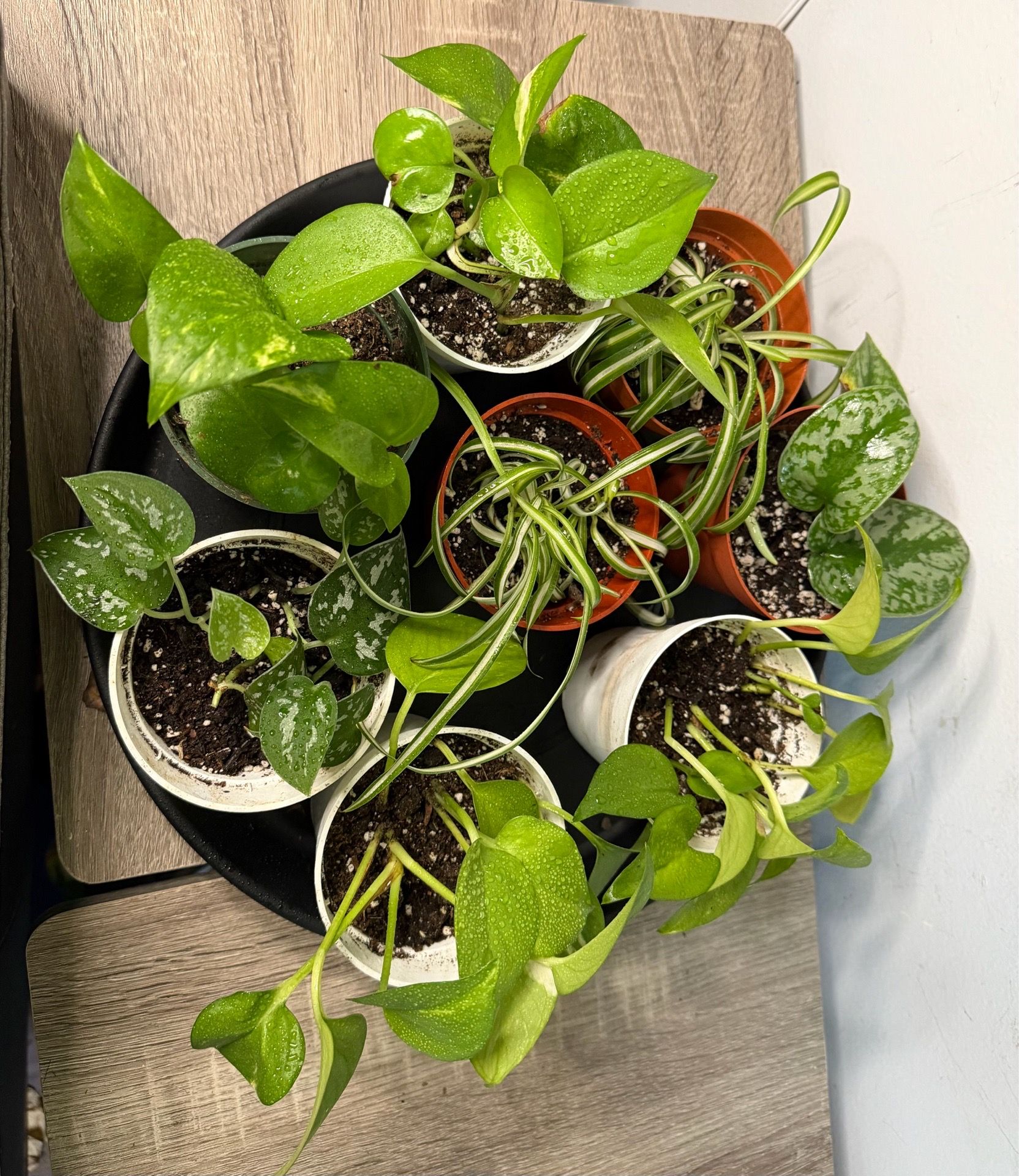 House Plants