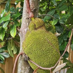 Jackfruit 