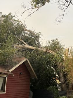 Tree  CLean Up 