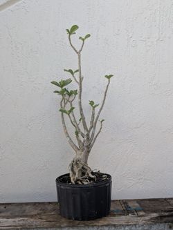 Adenium Desert Rose Bonsai Plant