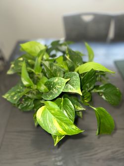 Golden Pothos