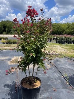 Crape Myrtle Trees $125 Each 20g Free Delivery 