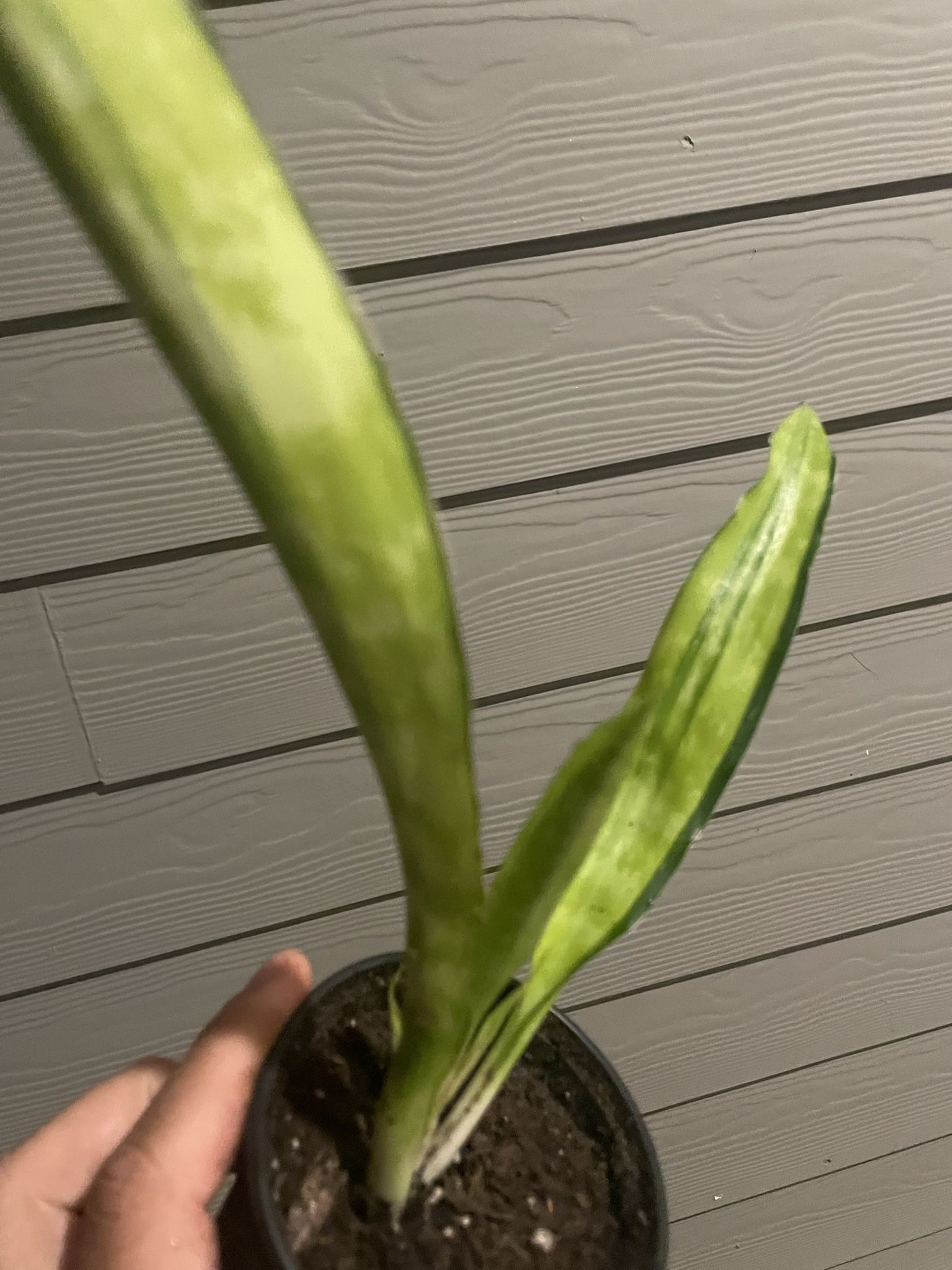 🔥Rare Snake Plant | Beautiful Sansevieria “Lauren” | Low Light & Drought Tolerant | Air Purifying