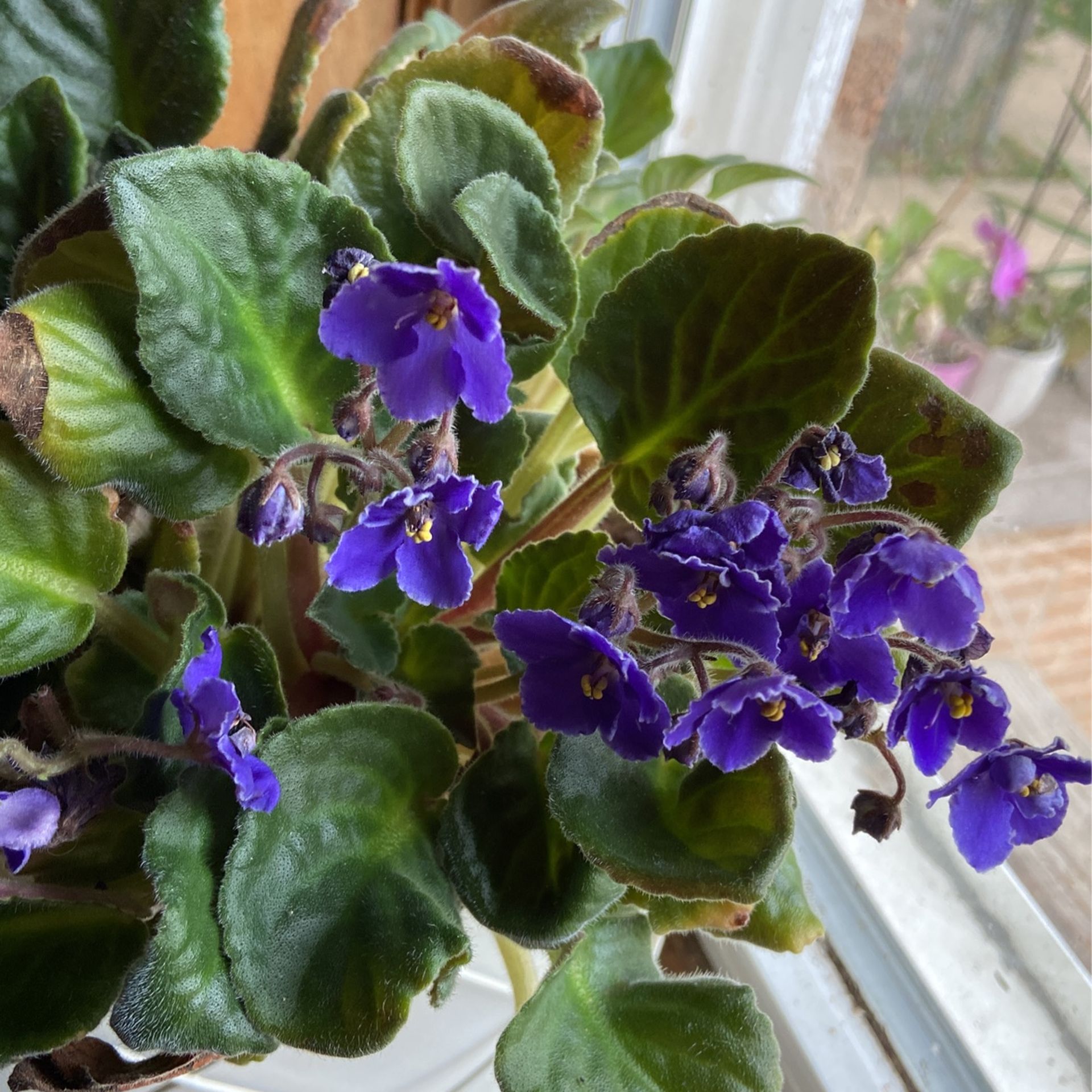 Violet flower cuttings