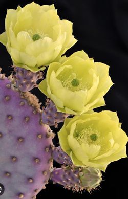 SANTA RITA PRICKLY PEAR CACTUS PADS!!