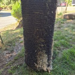 Scratcher For Animals 