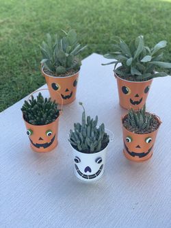 Halloween succulent buckets $10-$13