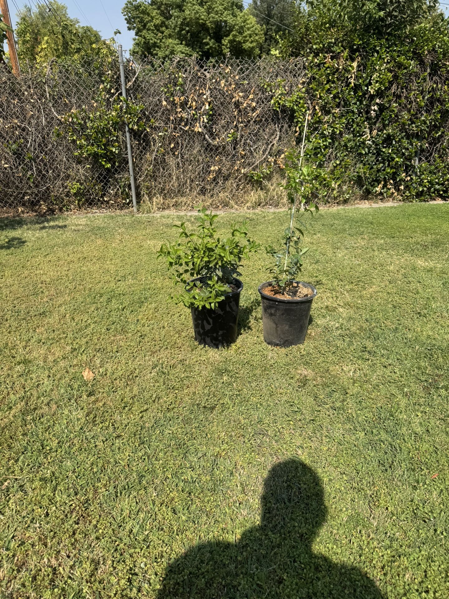 Plants