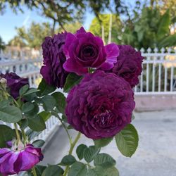 36” Rose Trees- Double Rose (Twilight Zone & Black Bacara)
