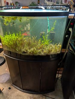36 Gallon Bow Front Fish Tank