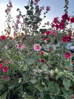 An amazing view of our garden for sale plants