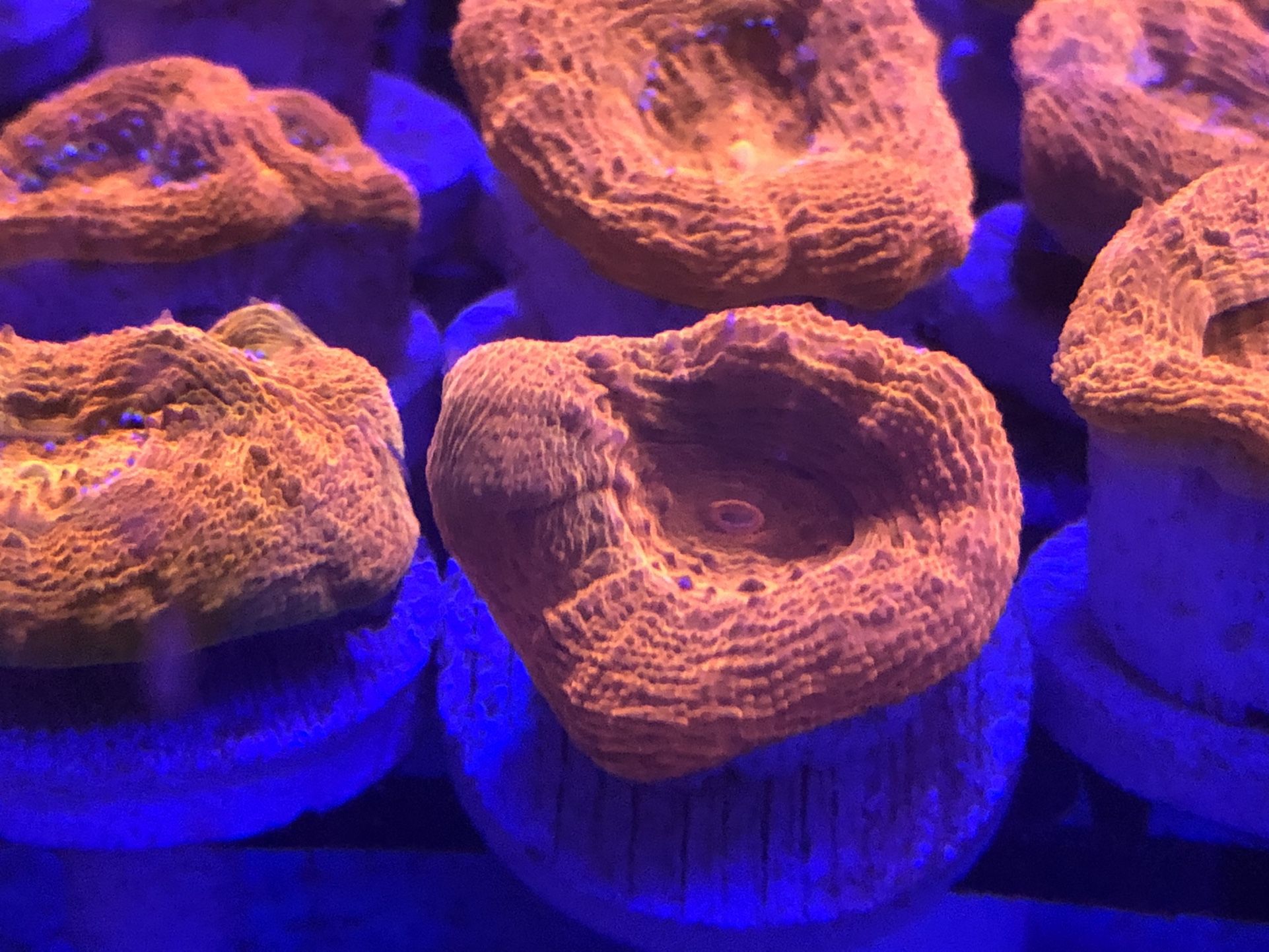 Saltwater Reef Aquariums LA