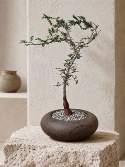 Operculicarya Decaryi/ Elephant Tree ( Handmade Planter) #CC7 ‘Local LA Seller’