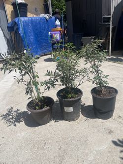 Chile de arbol plant