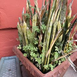 Terracotta Snake Plant