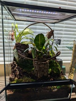 18"x18"x36" Bioactive Crested Gecko Setup – 2 Geckos Included – $500 OBO