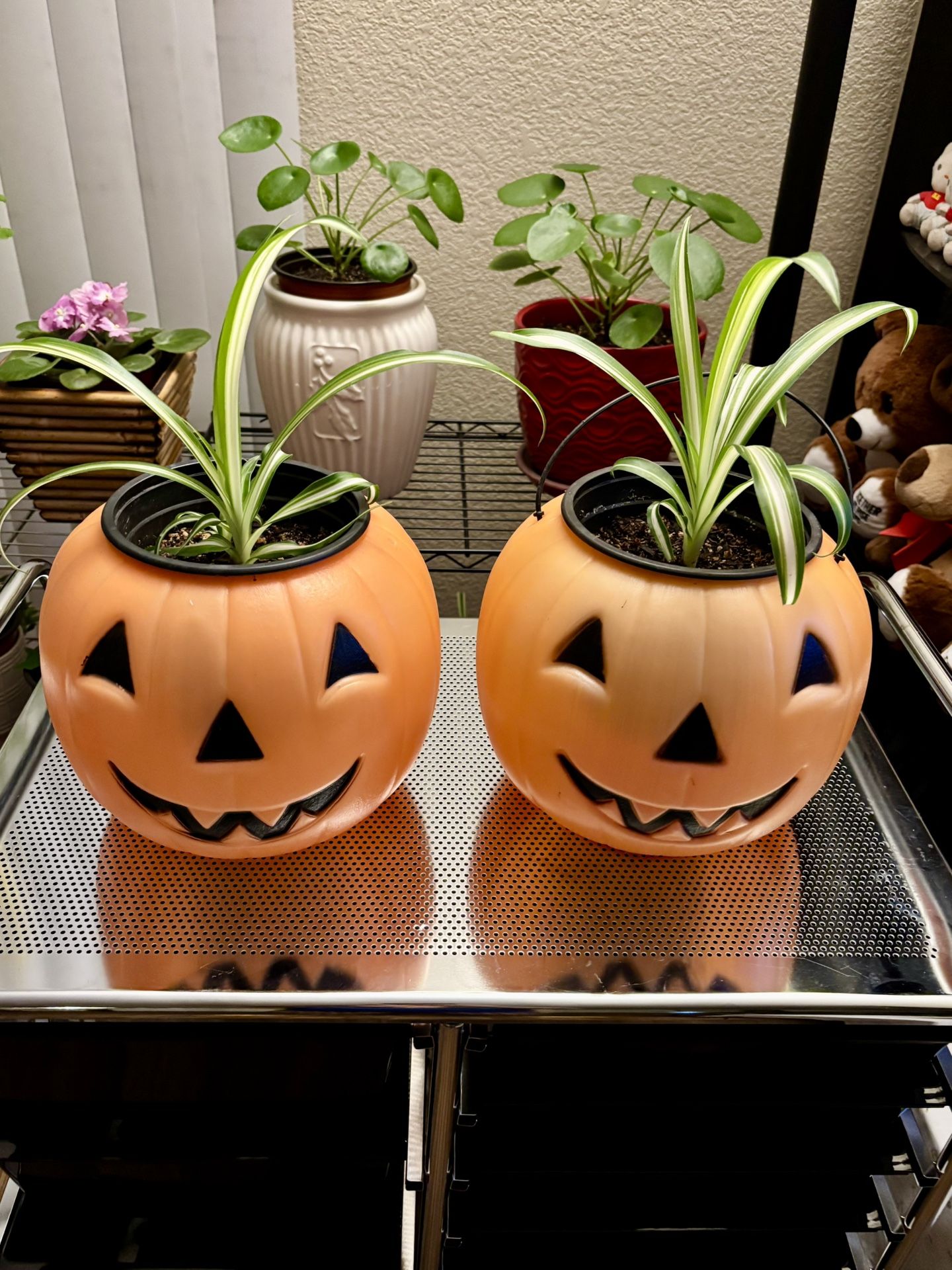 Halloween Pumpkin Planters with Spider Plants!